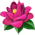 Athéna Camellia.9