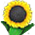 Déesse du Printemps (Perséphone)  Sunflower_p.1